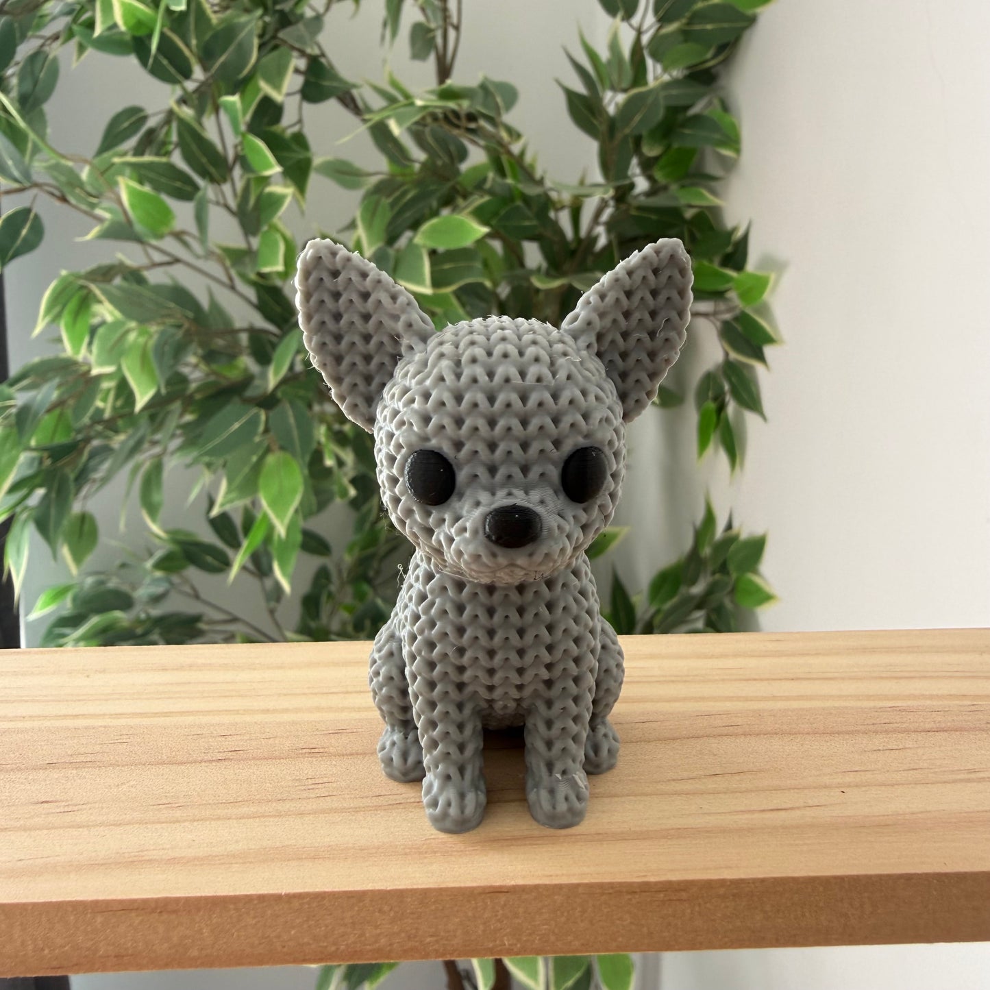 Chihuahua Light Grey
