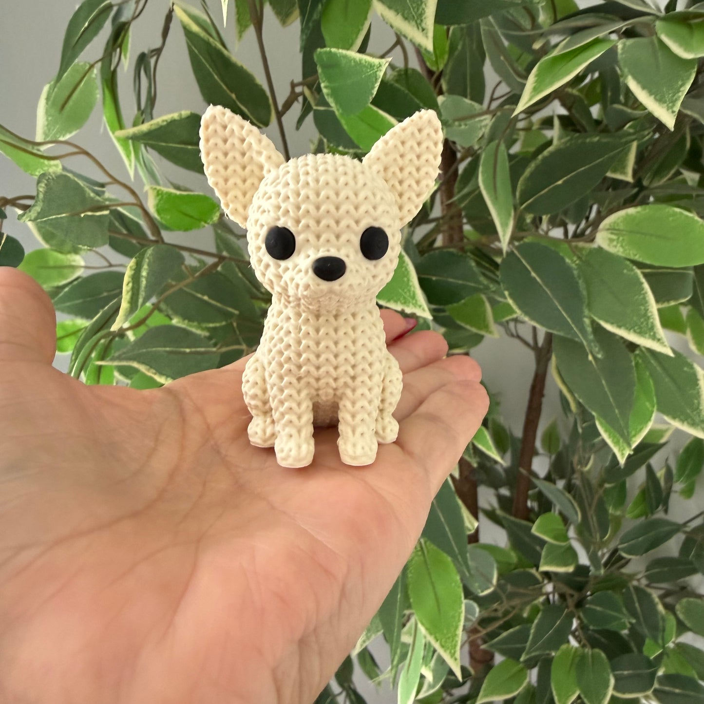 Chihuahua Cream/Blond