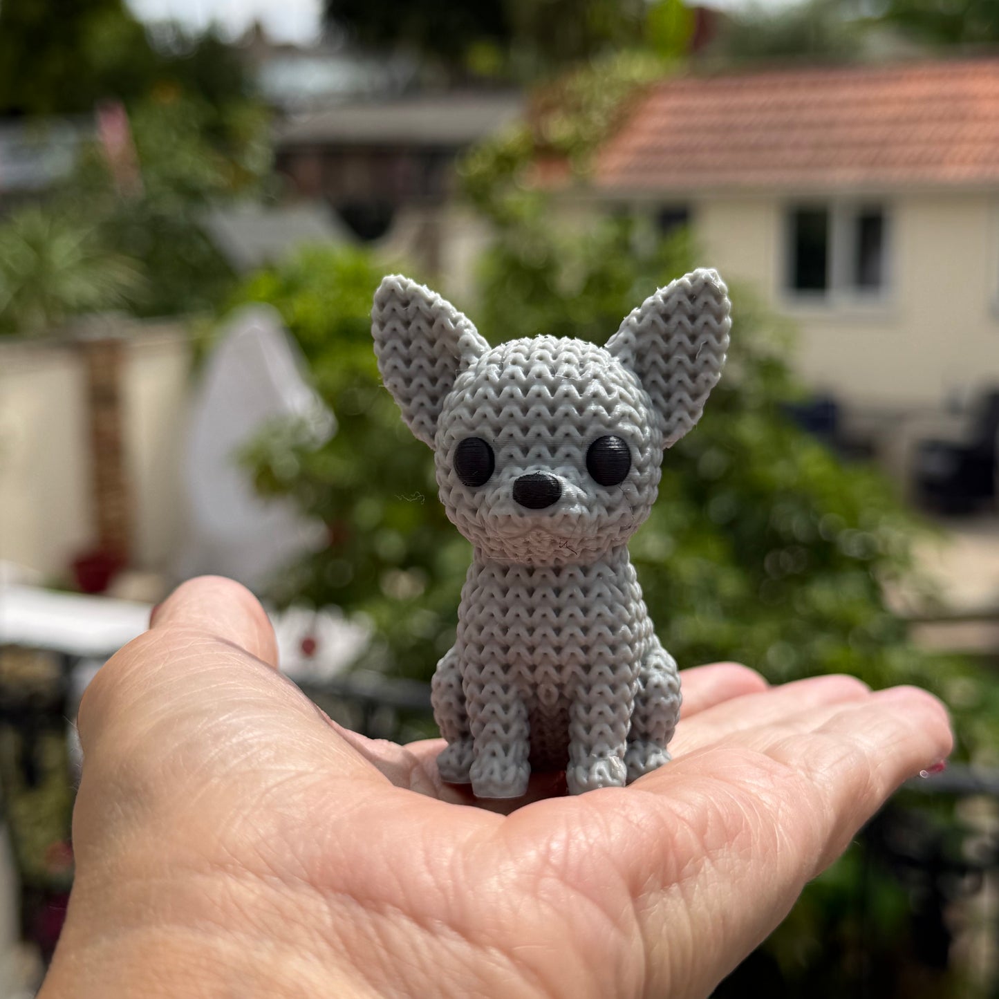 Chihuahua Light Grey