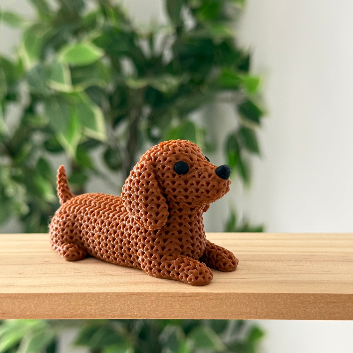 Dachshund Dog