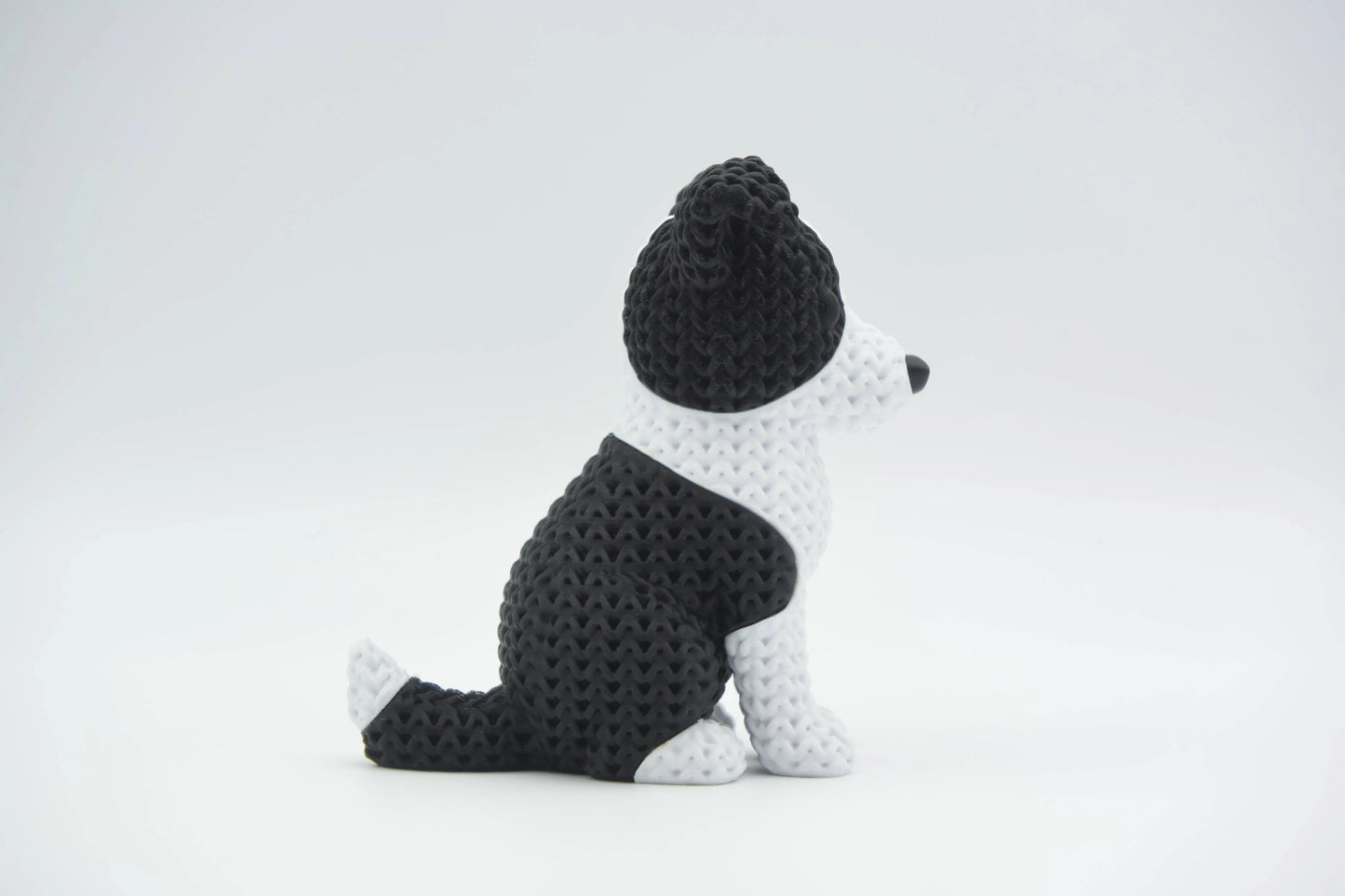 Border Collie Dog